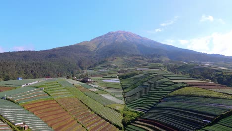 Luftaufnahme-Einer-Wunderschönen-Terrassierten-Gemüseplantage-Mit-Riesigem-Berg-Im-Hintergrund-Und-Klarem-Blauen-Himmel-Im-Hintergrund---Sumbing-Mountain,-Indonesien