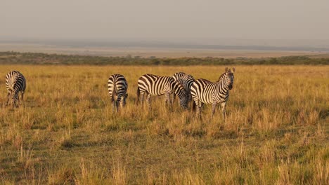 slow motion of zebra herd grazing savannah, africa animals on wildlife safari in masai mara in kenya at maasai mara, beautiful golden hour sunset sun light, steadicam tracking following shot