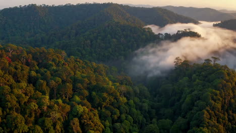 misty rainforest mountains sunrise