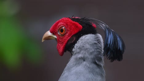 siamese fireback, lophura diardi