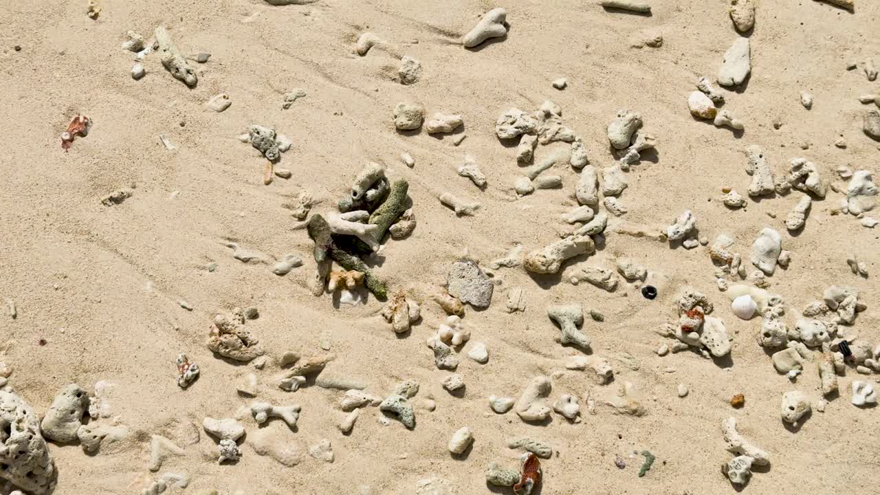 푸켓의 모래 해변에 어져 있는 산호와 조개