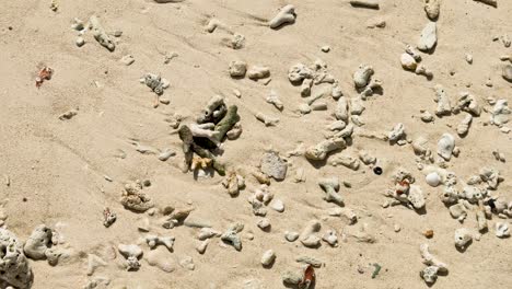 coral y conchas esparcidas en la playa de arena en phuket