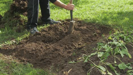 digging trench for natural fertilizer gardening