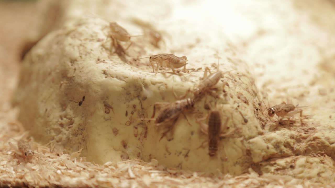 비둘기 들 이 파충류 들 의 보호 구역 에 모이는 것