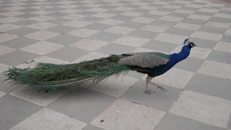 Perfil-De-Pavo-Real-Caminando-Con-Tren,-Cola-De-Plumas,-Cerrado