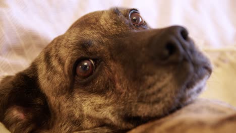 close up of eyes of lazy relaxed sweet dog lying on bed, dog looks at camera