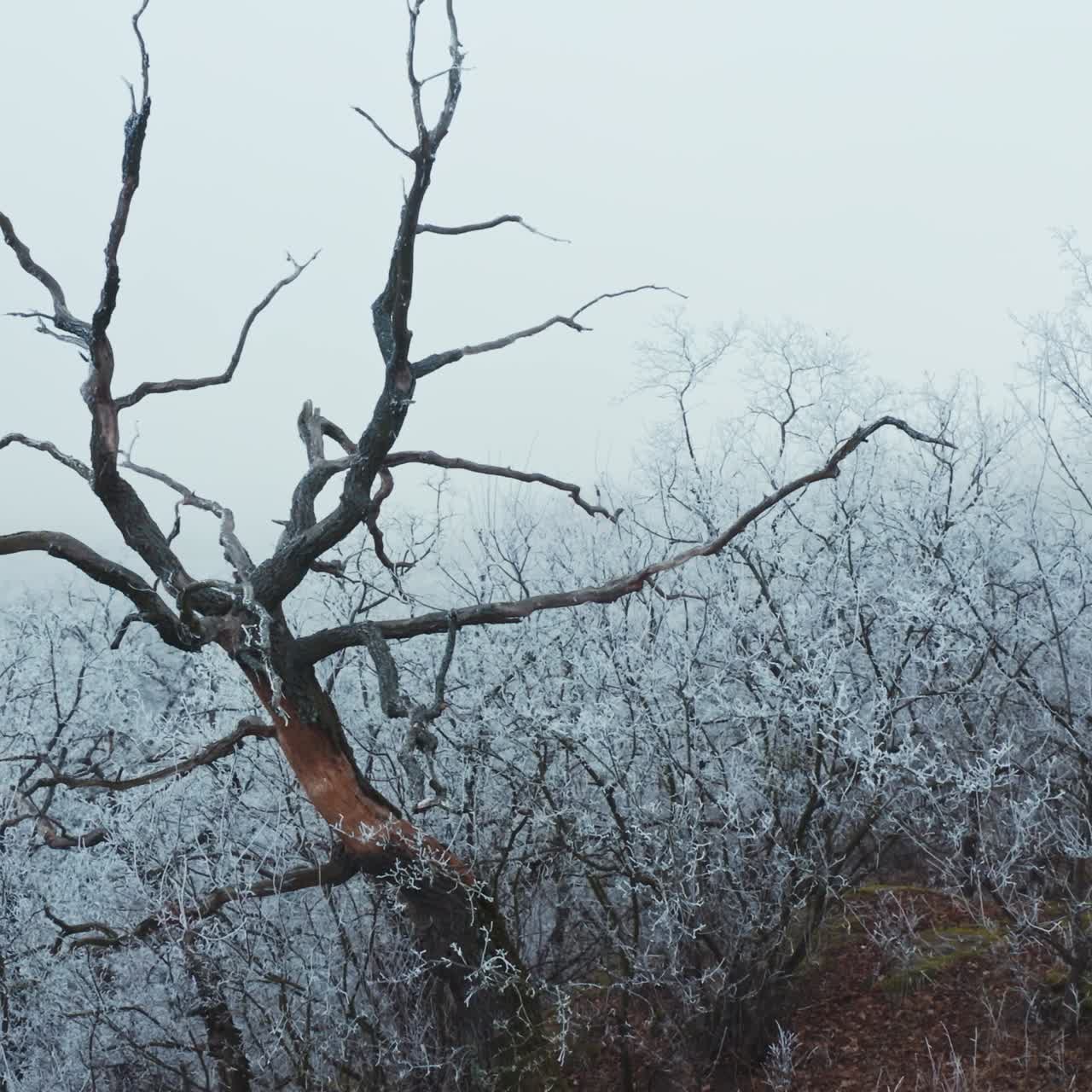 Trees in winter. Old brown tree among white snowy bushes and trees. Winter landscape.