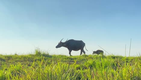 Madre-De-Búfalo-Caminando-Con-Su-Ternero-En-Un-Pastizal