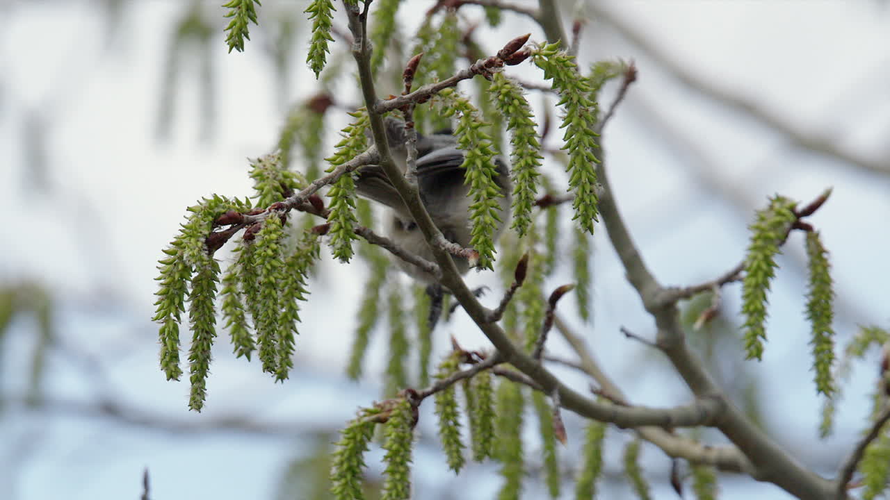 Small Chickadee song bird hops from poplar tree catkins on branch