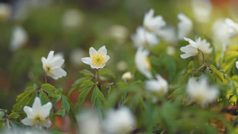 beautiful white anemone flowers in full bloom