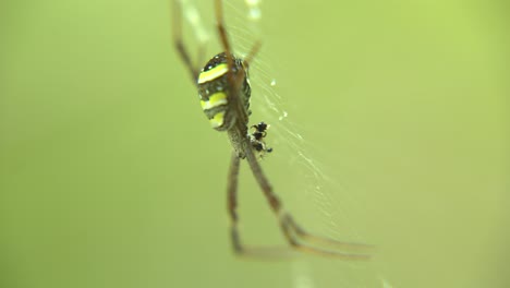 La-Araña-Se-Sienta-Dentro-De-Su-Red-Para-Atrapar-A-Su-Presa