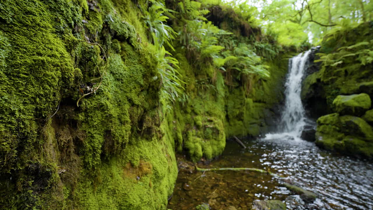 Moss-Covered Waterfall in a Lush Forest