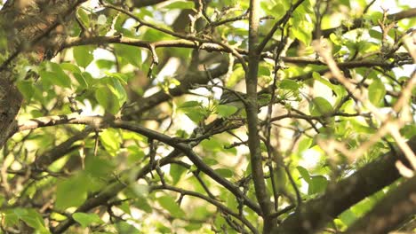 curruca parula del norte encaramada en ramas de árboles en el bosque durante el día - tiro de ángulo bajo
