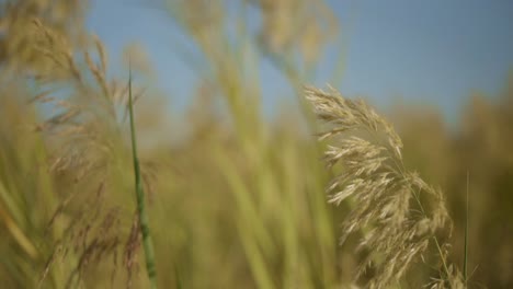 slowmotion video of yellowish green plant moving in wind