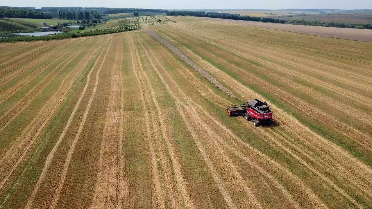 Harvester machine working in field. Combine harvester agriculture machine harvesting golden ripe wheat field. Agriculture. Aerial view. From above.