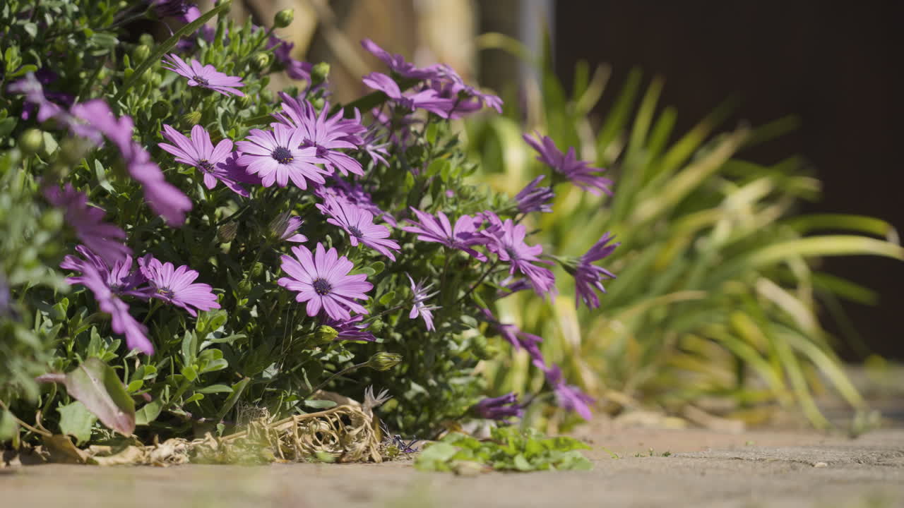 flores moradas florecientes en el jardín urbano local, vista estática de cerca