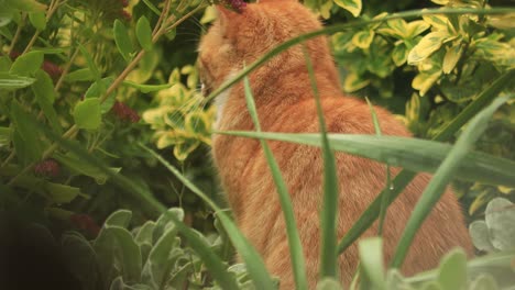 nahaufnahme einer aufmerksamen orangefarbenen jungen katze, die geduldig in der gartenvegetation sitzt und die ohren bewegt, um jedem geräusch zu lauschen, plötzlich zurück in die kamera blickt und in den vordergrund springt