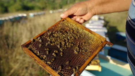 examining bees for honey and health