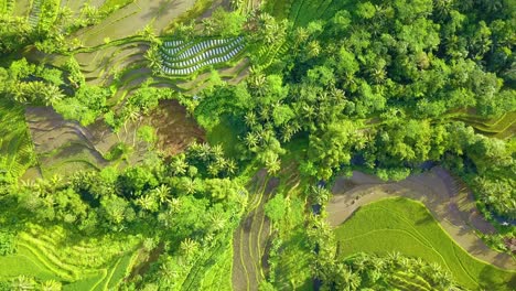 Vista-Superior-De-Drones-Del-Campo-De-Arroz-Verde-En-La-Montaña