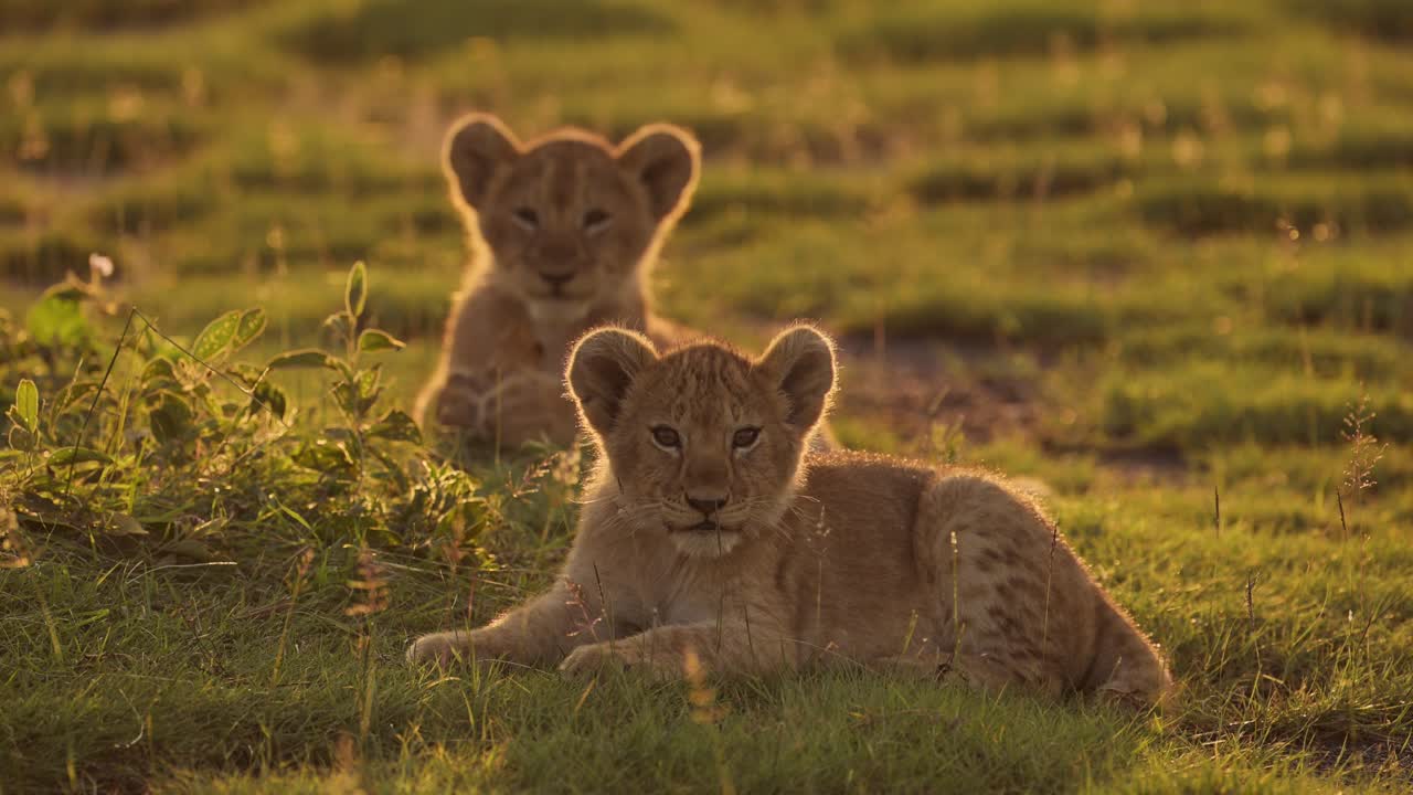 African Wildlife of Lion Cubs at Sunset, Tiny Small Cute Young Newborn Baby Lions, Serengeti National Park Animals in Tanzania in Africa on Safari in Beautiful Orange Golden Sun Light