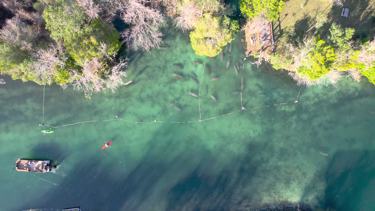 자연스러운 봄에 마나티 무리 구역에서 배, 카야크의 위에서 아래로 볼 수 있습니다.