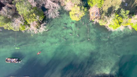 aerial topdown view of boats, kayaks at manatee herd zone in natural spring
