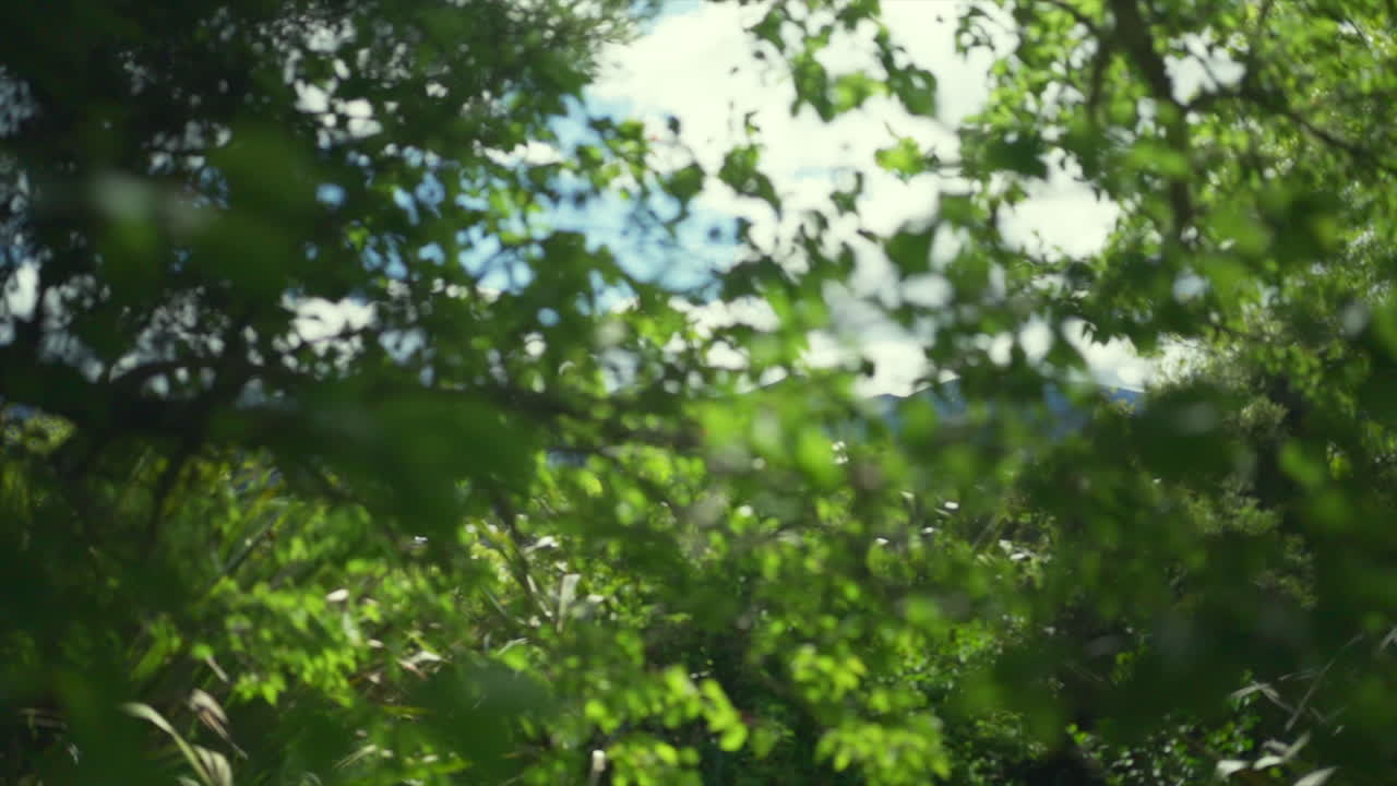 A smooth slow-motion gimbal shot moving past a vibrant leafy tree on a sunny day in New Zealand.