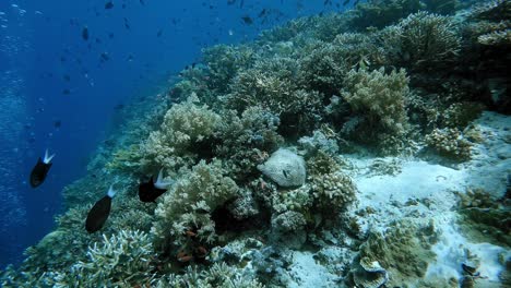 Underwater-life-of-small-reef-fish-above-a-healthy-coral-reef