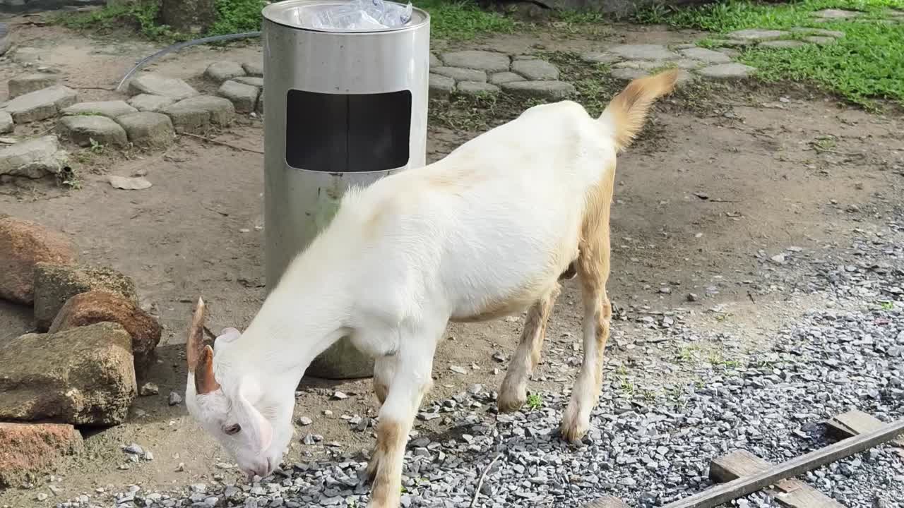 공원 에 있는  염소