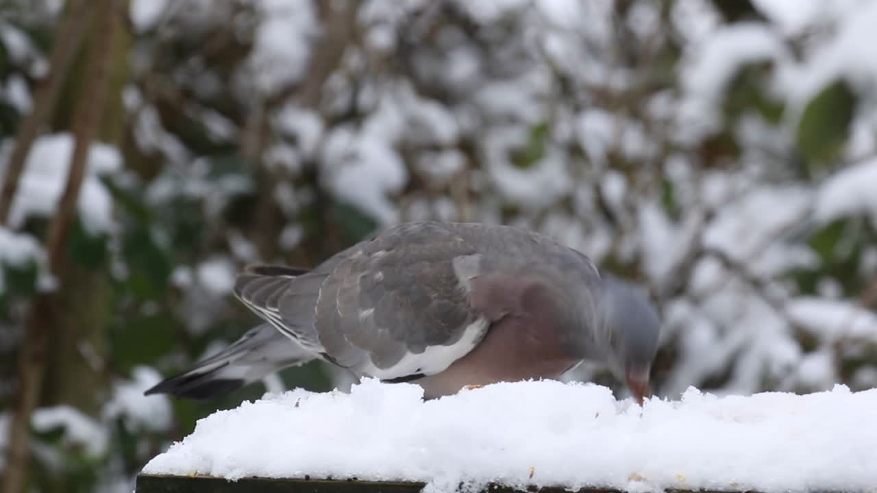 어린 나무 비둘기 (columba palumbus) 는 눈 인 새 테이블에서 먹이를 먹습니다.