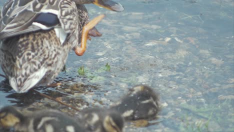 cute mallard ducklings and mother duck preening themselves at waters edge
