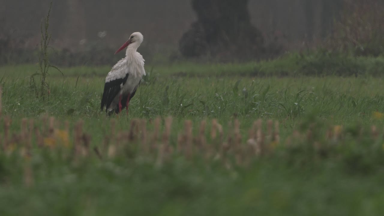 Cigogne blanche dans les champs agricoles