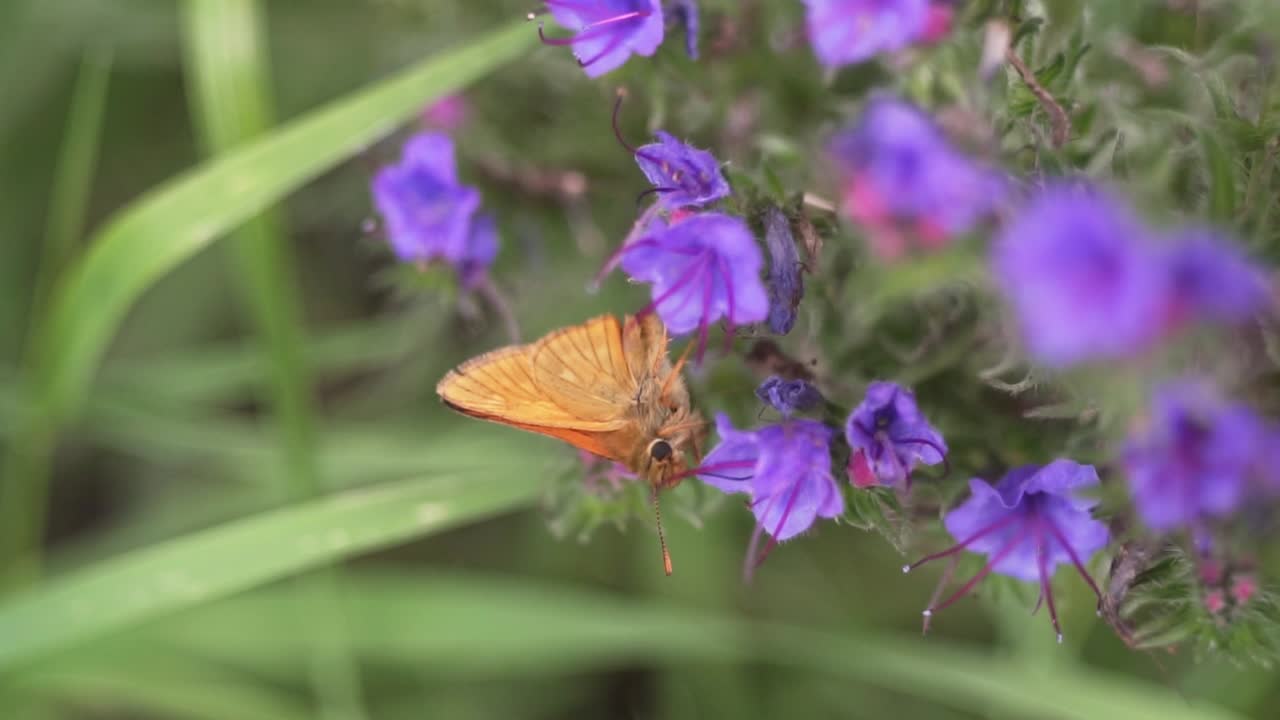 Farfalla gialla su fiore viola con profondità di campo ridotta