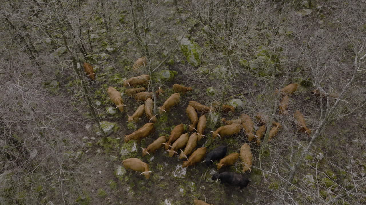 vista superior del ganado de las tierras altas agrupado entre árboles sin hojas