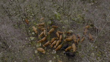 Top-view-of-highland-cattle-grouped-together-between-leafless-trees