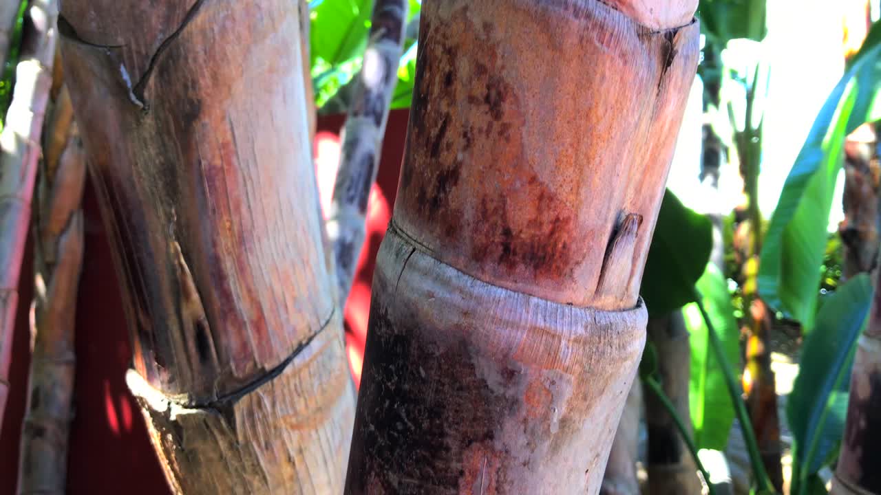 hermoso primer plano de palmeras tropicales en un parque con sol y cielo azul en marbella españa, árboles forestales con rayos de sol disparados hacia arriba