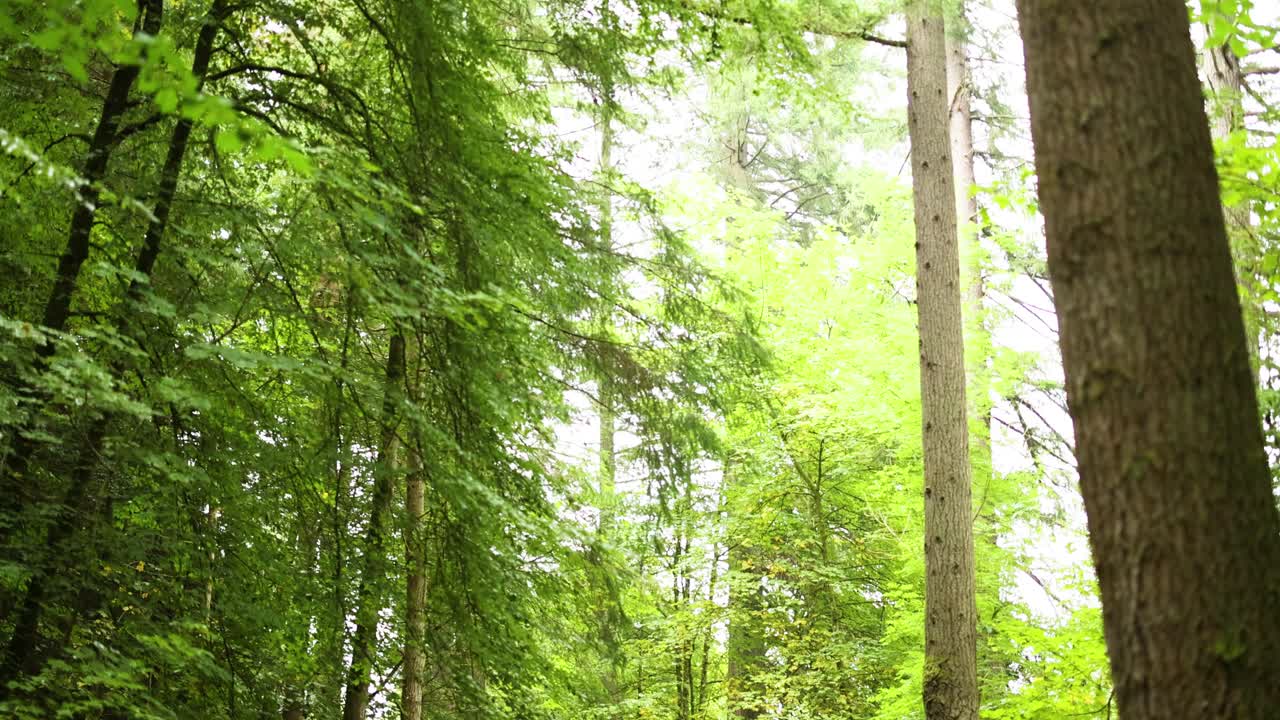 울창 한 초록색 을 가진 경치 좋은 숲 길