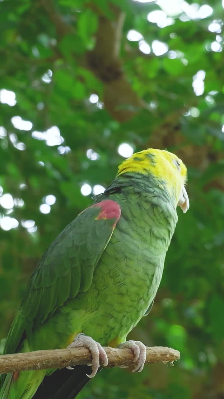 Yellow-Headed Amazon Parrot Perched on a Branch
