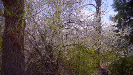 spring tree covered all in white blossoming colors