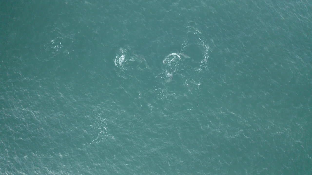 Premium stock video - 4k drone shot of pod of dolphins playing and ...