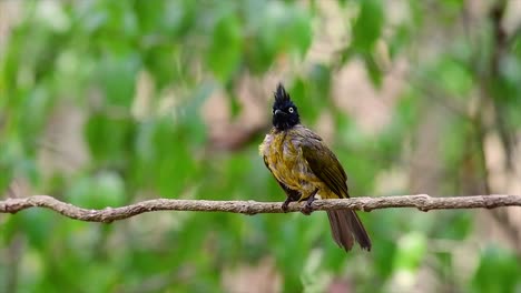 Der-Bulbul-Mit-Schwarzem-Schopf-Ist-Berühmt-Für-Seinen-Punkigen-Schwarzen-Kamm-Und-Gelben-Körper,-Der-Ihn-Für-Vogelbeobachter-Aus-Der-Ganzen-Welt-Begehrt-Macht