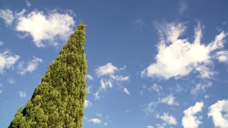 cypress tree against a brilliant blue sky with clouds