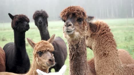 handheld shot of a group of alpacas standing on a field