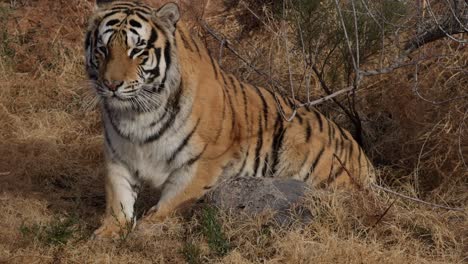 bengal tiger gets up from resting and walks away slomo