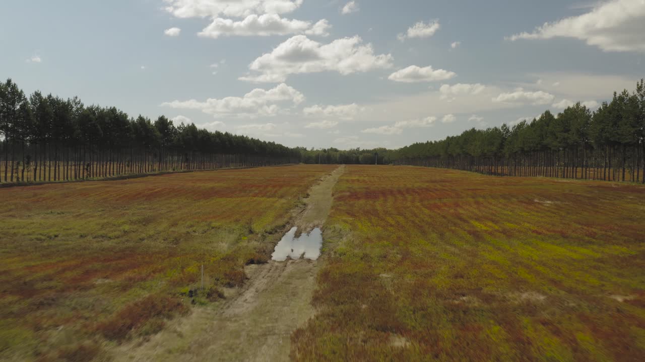 vuelo aéreo de ángulo bajo a través del campo entre filas de arándanos