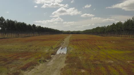 Low-angle-aerial-flying-through-field-between-blueberry-rows