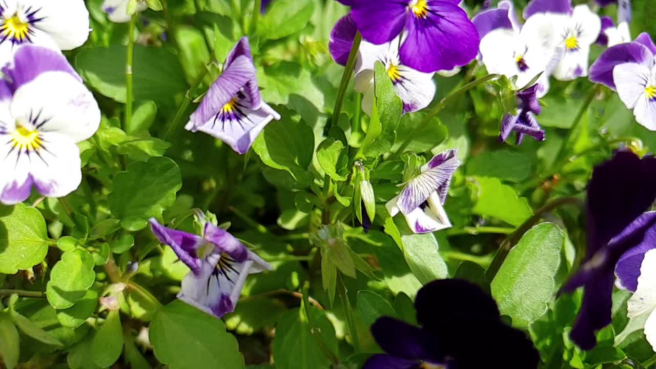 pensamientos de flores moradas, azules y blancas en flor dentro de una cesta colgante en el jardín con una panorámica en cámara lenta a través de la pantalla