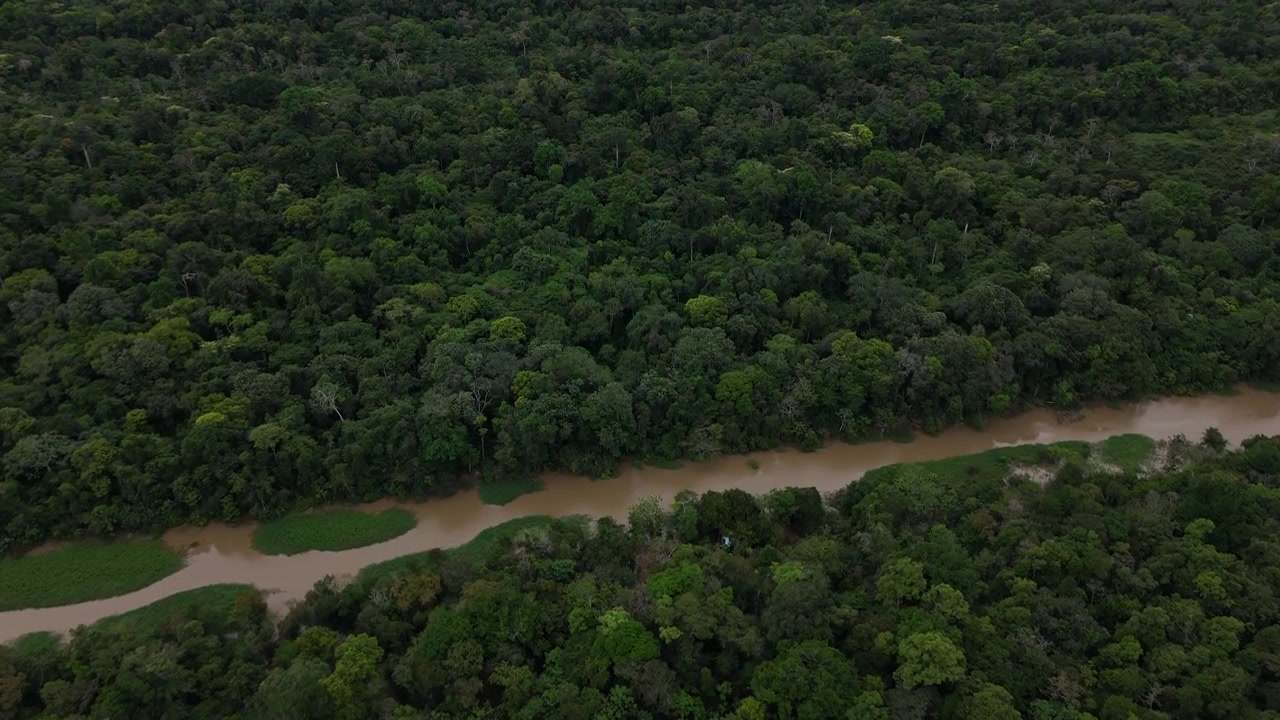 A river meanders through a dense, green jungle canopy, showcasing the vastness of the rainforest. Ideal for environmental documentaries or educational content.