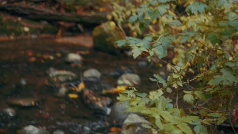 Small-pond-in-a-forest-in-4K,-Vancouver-British-Columbia,-Canada-in-4K