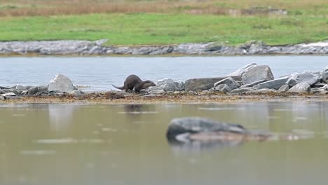 a wild otter seen from a distance on the rocks in the middle of the lake